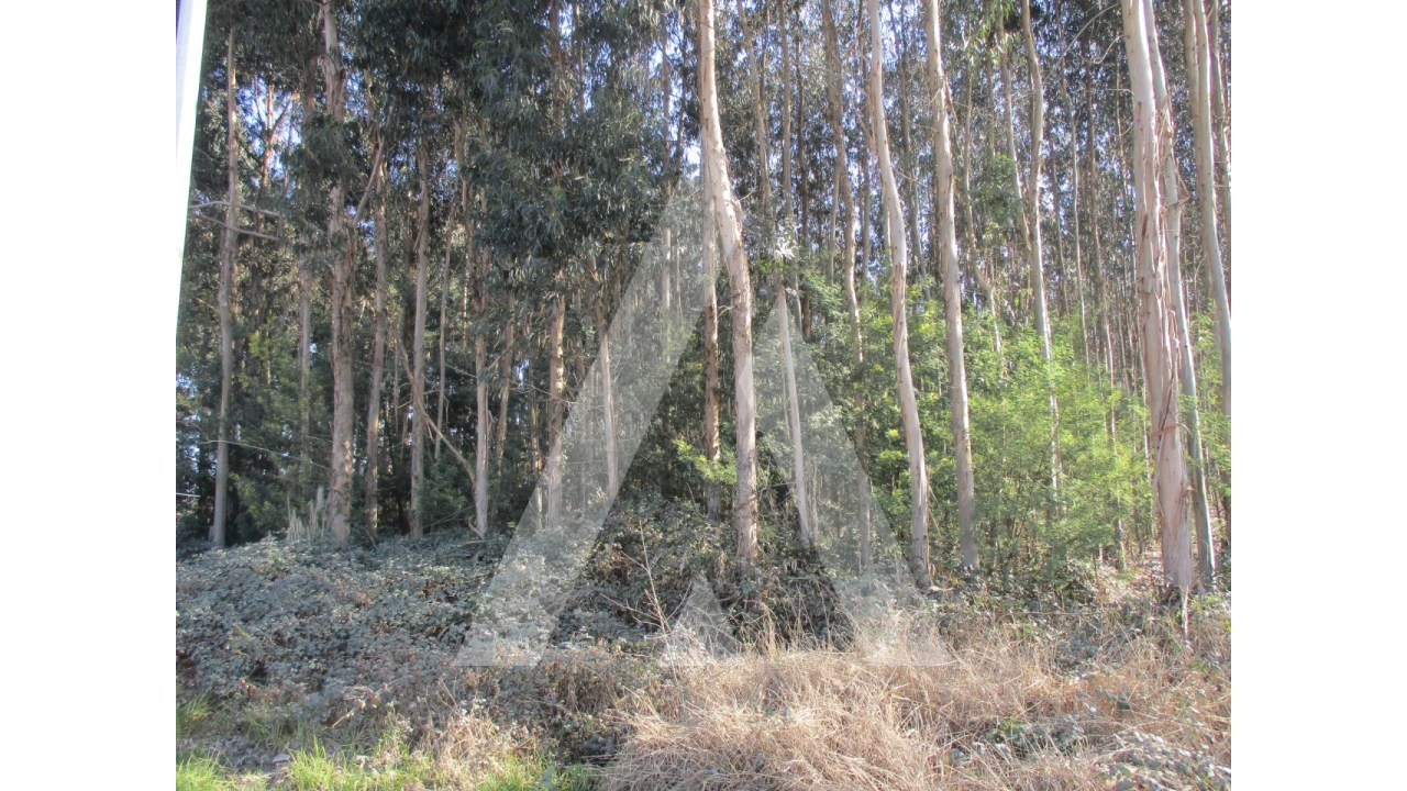 Terreno para Venda em Barrô e Aguada de Baixo Foto 5