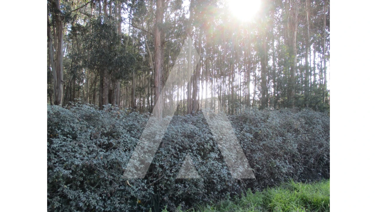 Terreno para Venda em Barrô e Aguada de Baixo Foto 6