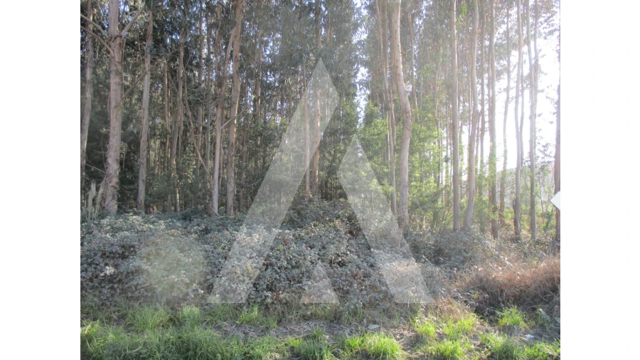 Terreno para Venda em Barrô e Aguada de Baixo Foto 2