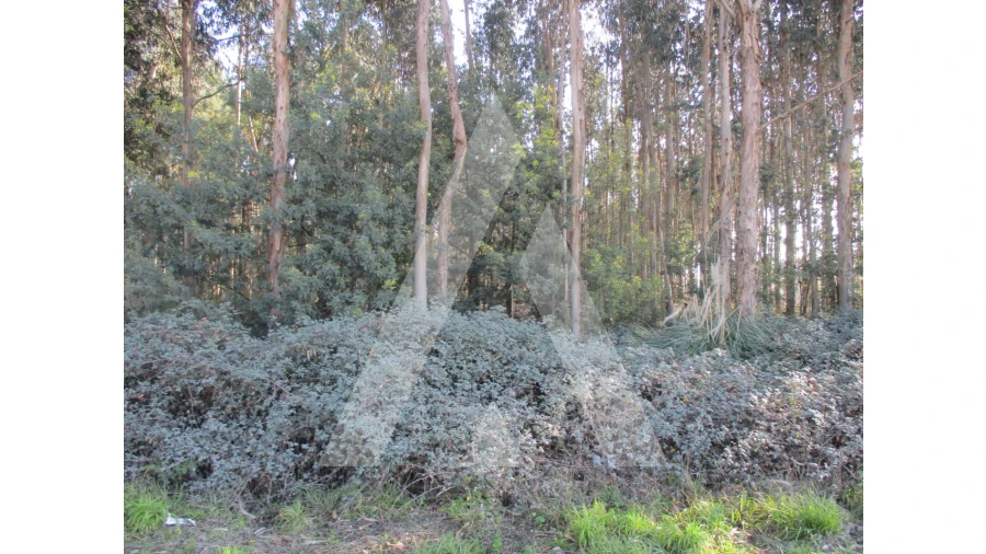 Terreno para Venda em Barrô e Aguada de Baixo Foto 3