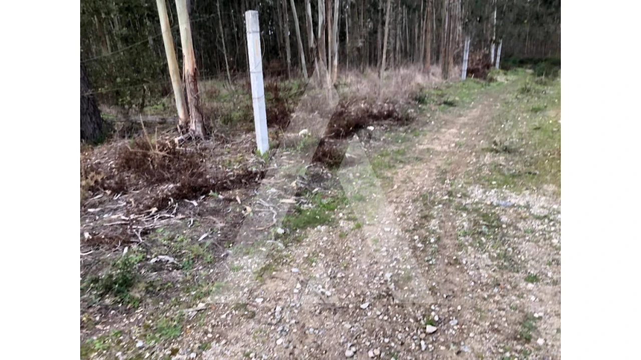 Terreno para Venda em Belazaima do Chão, Castanheira do Vouga e Agadão Foto 1