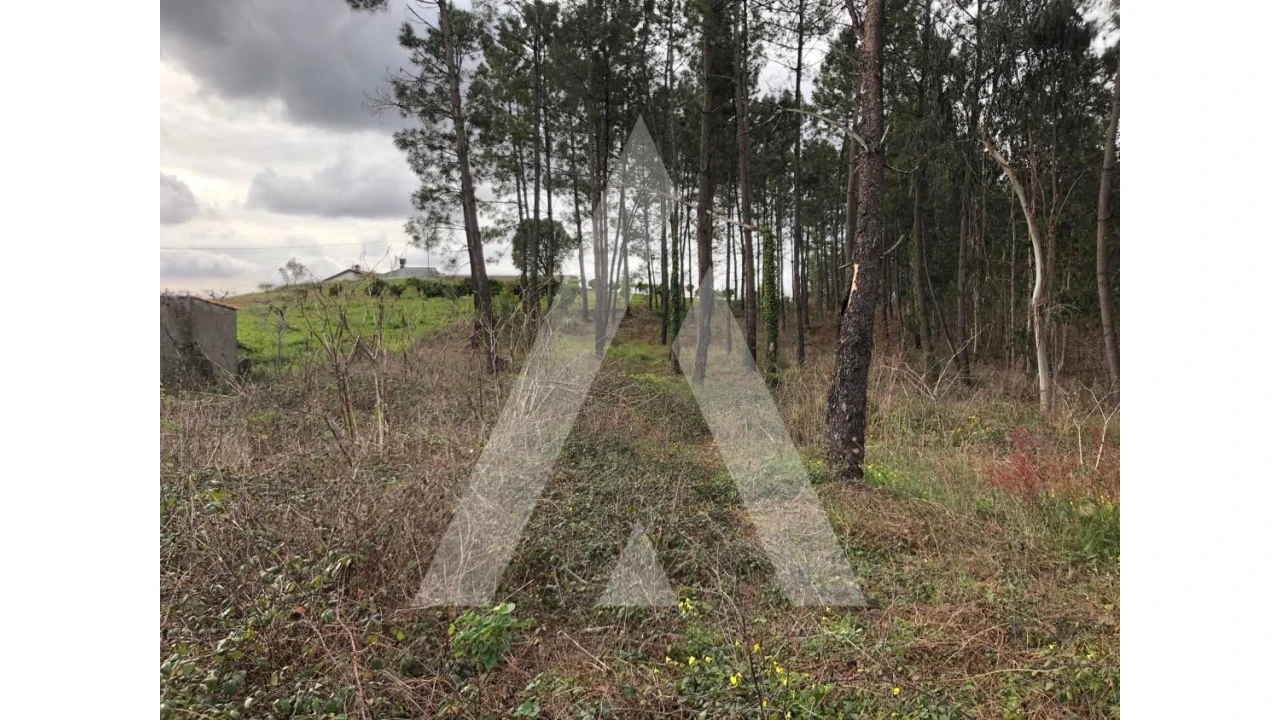 Terreno para Venda em Belazaima do Chão, Castanheira do Vouga e Agadão Foto 2