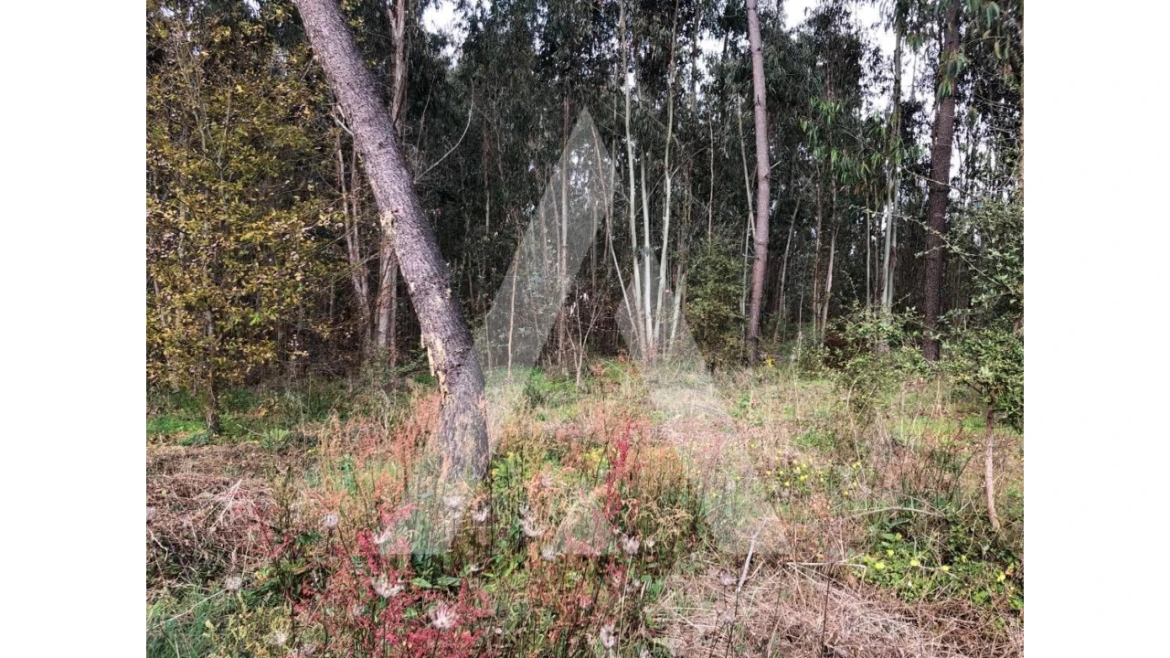 Terreno para Venda em Belazaima do Chão, Castanheira do Vouga e Agadão Foto 5