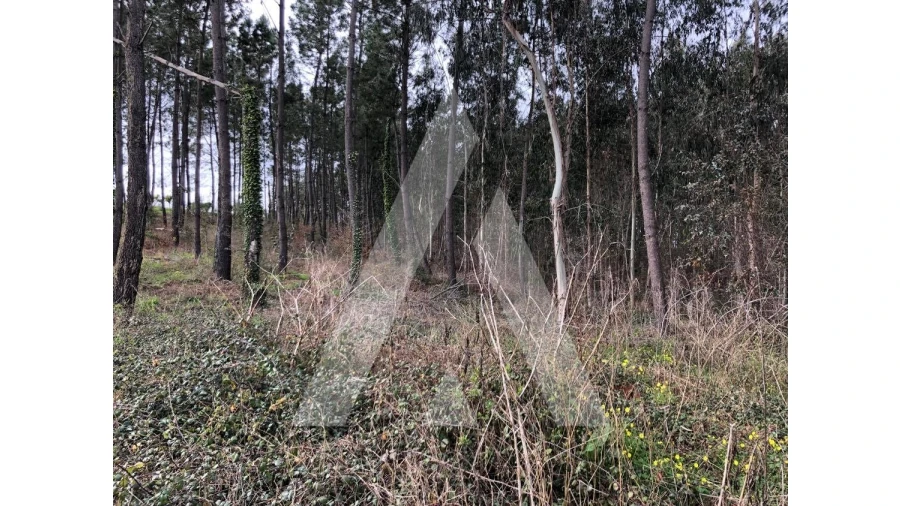 Terreno para Venda em Belazaima do Chão, Castanheira do Vouga e Agadão Foto 4