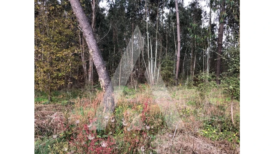 Terreno para Venda em Belazaima do Chão, Castanheira do Vouga e Agadão Foto 5