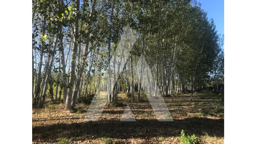 Terreno para Venda em Tamengos, Aguim e Óis do Bairro Foto 4