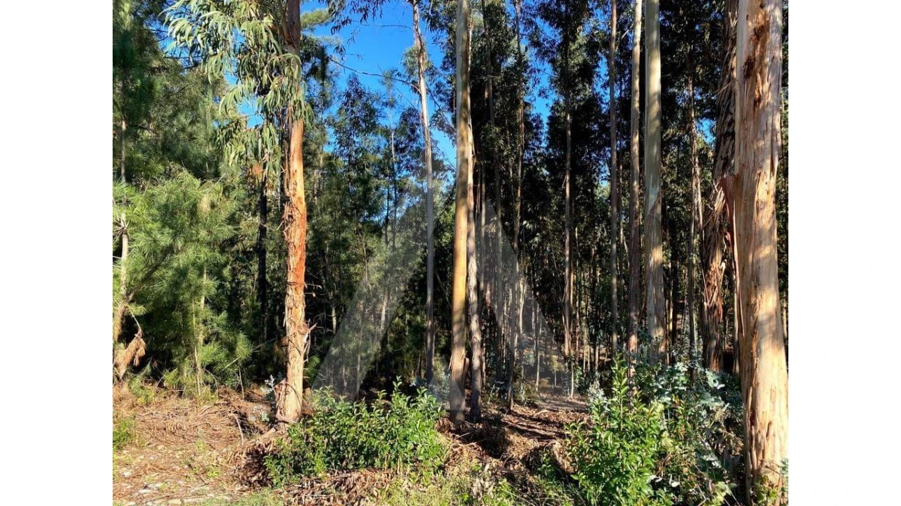 Terreno para Venda em Arcos e Mogofores Foto 9