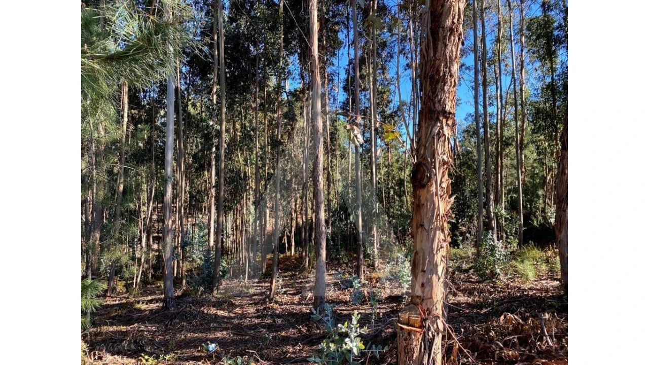 Terreno para Venda em Arcos e Mogofores Foto 11