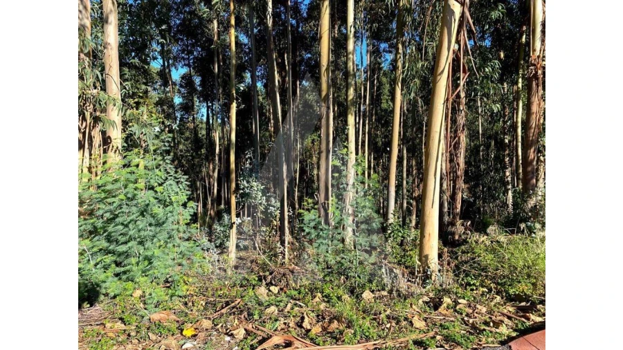 Terreno para Venda em Arcos e Mogofores Foto 7