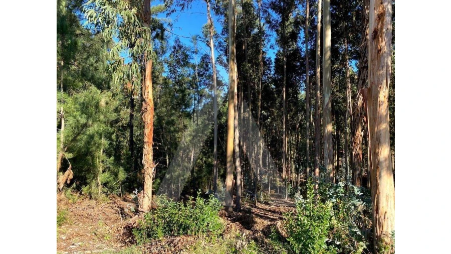 Terreno para Venda em Arcos e Mogofores Foto 9