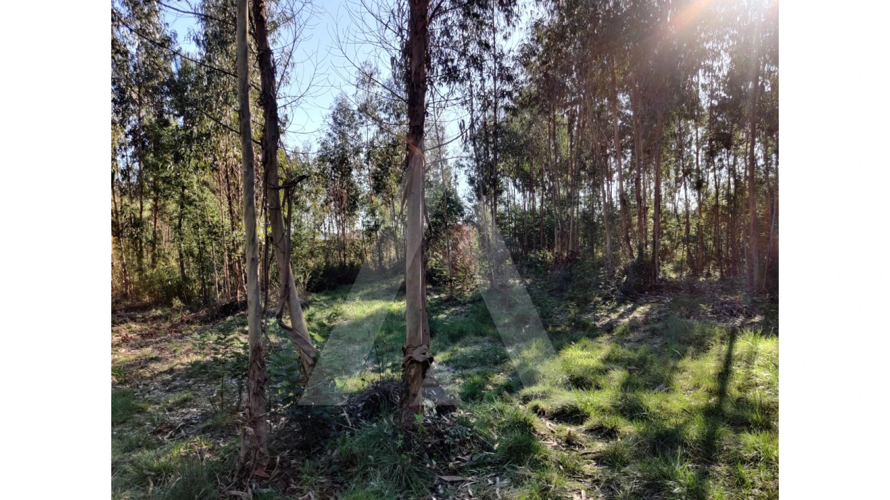 Terreno para Venda em Alquerubim Foto 2