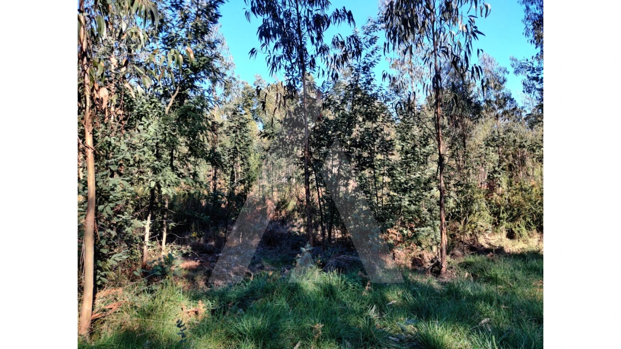 Terreno para Venda em Alquerubim Foto 3