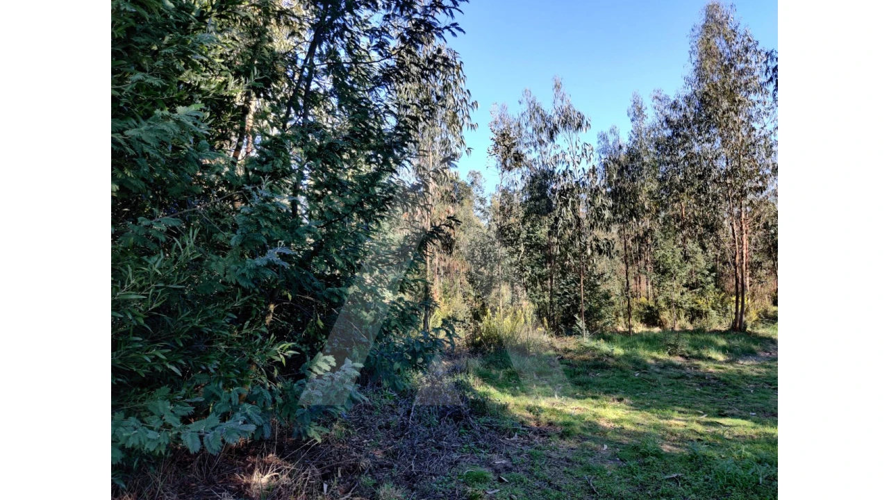 Terreno para Venda em Alquerubim Foto 6