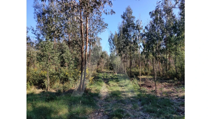 Terreno para Venda em Alquerubim