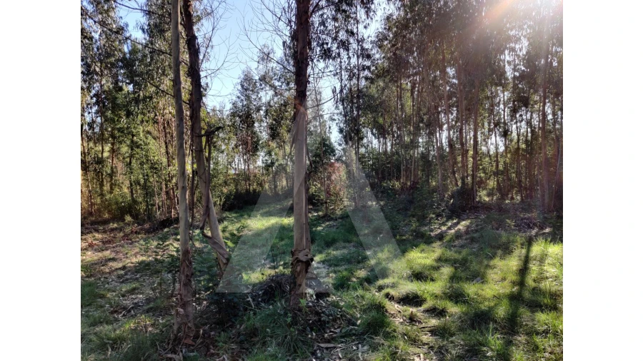 Terreno para Venda em Alquerubim Foto 2