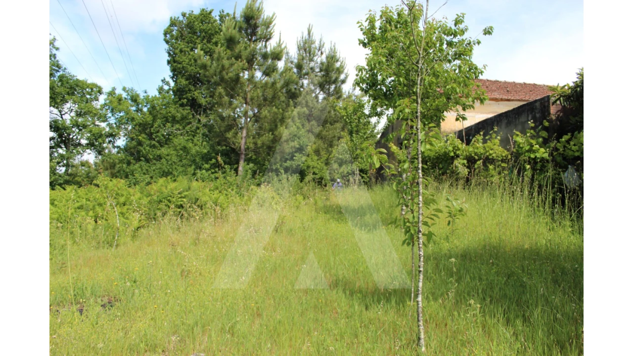 Terreno para Venda em Travassô e Óis da Ribeira Foto 5