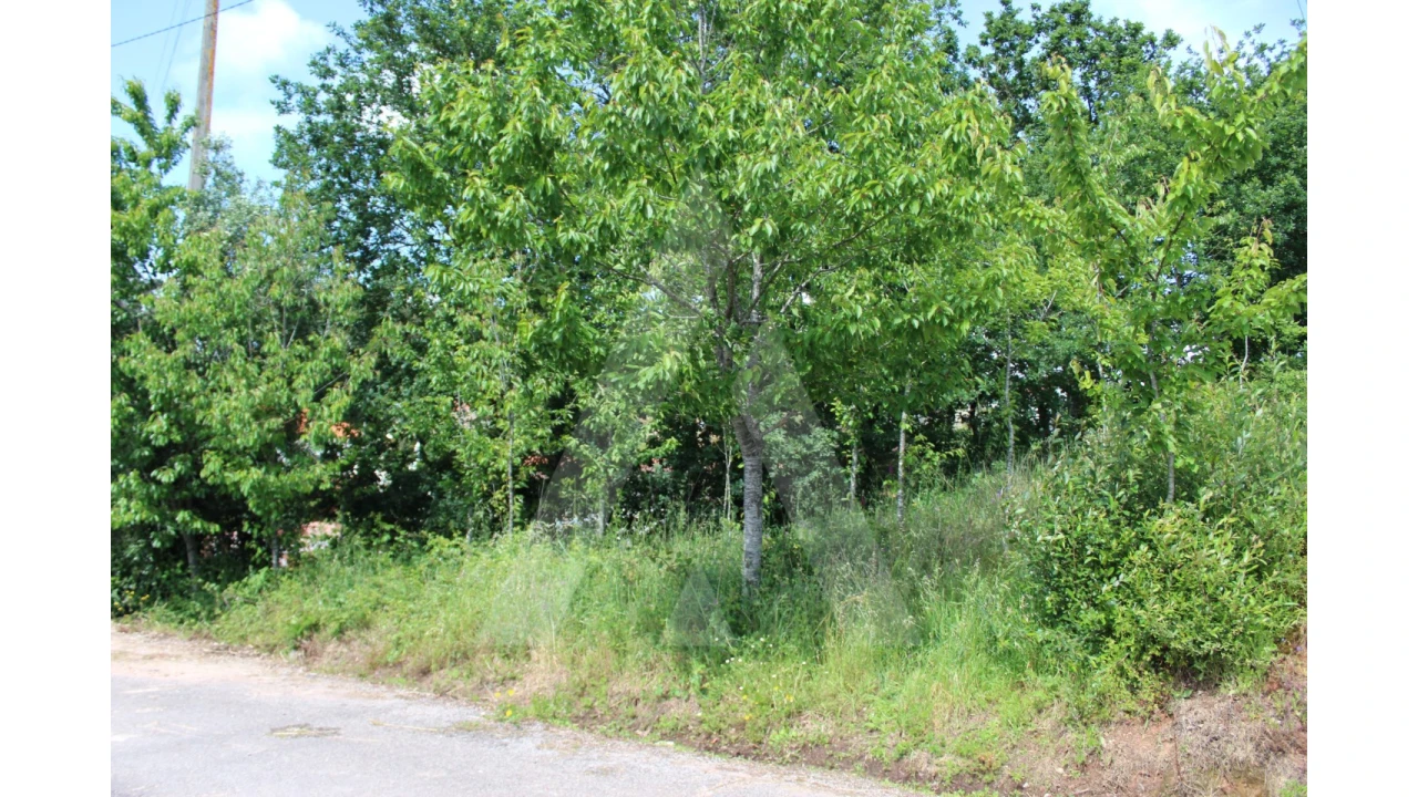 Terreno para Venda em Travassô e Óis da Ribeira Foto 18