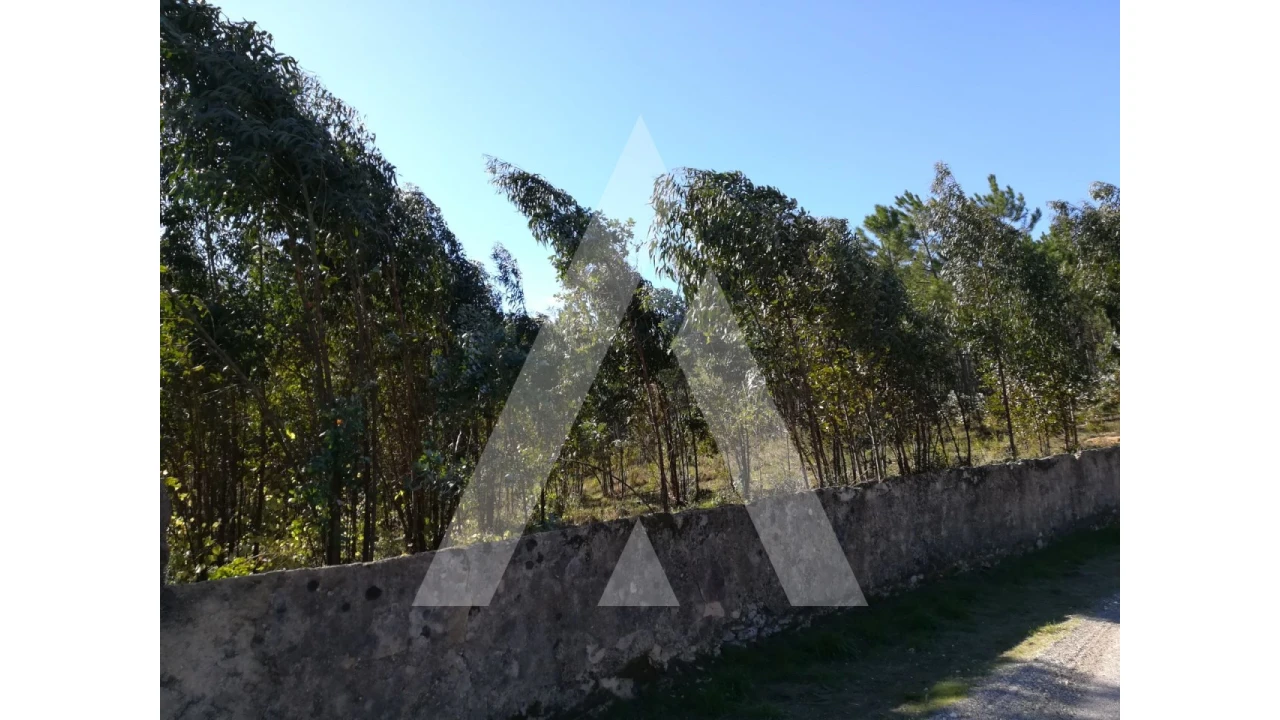 Terreno para Venda em Tamengos, Aguim e Óis do Bairro Foto 4