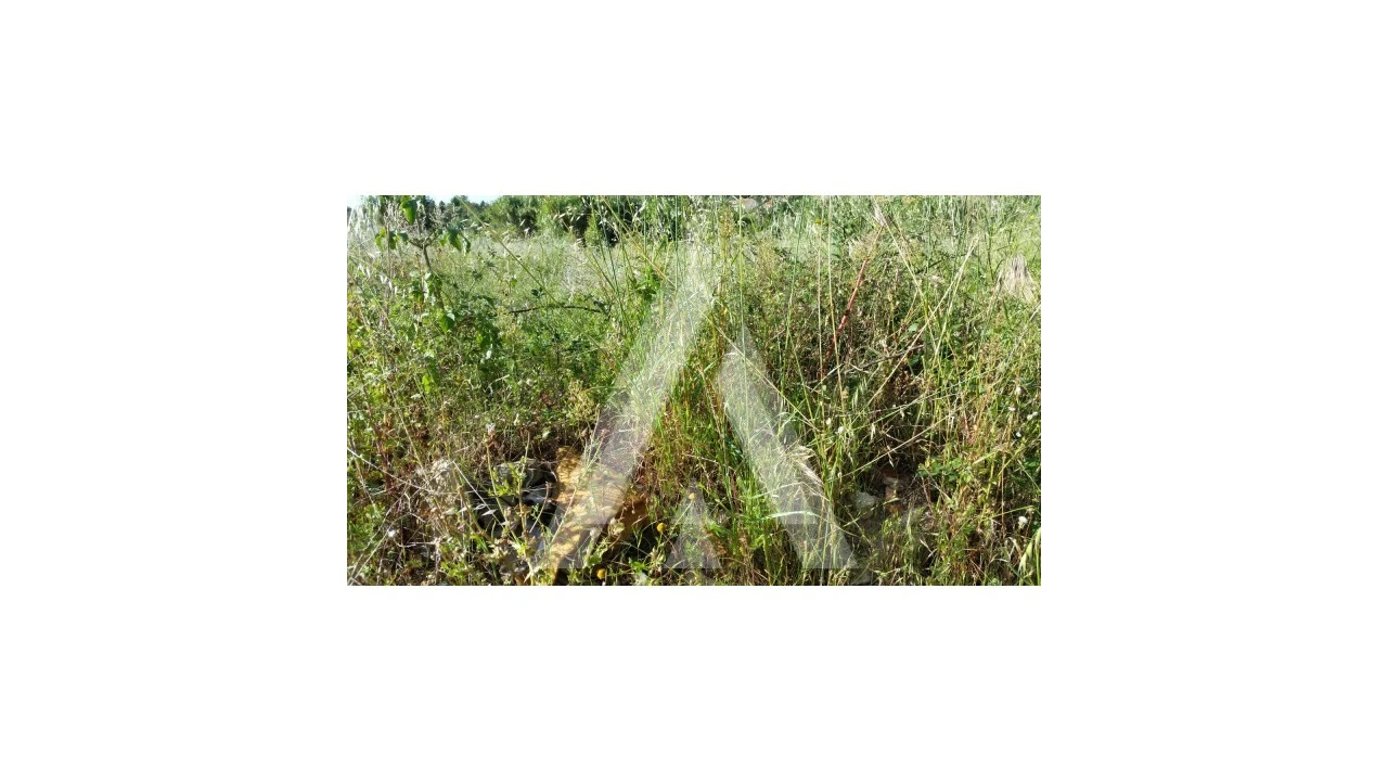 Terreno para Venda em Condeixa-A-Velha e Condeixa-A-Nova Foto 5