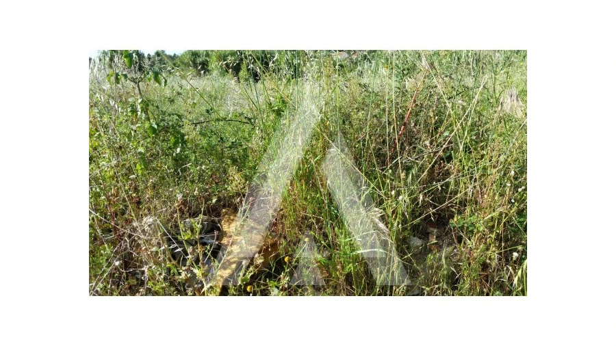 Terreno para Venda em Condeixa-A-Velha e Condeixa-A-Nova Foto 5
