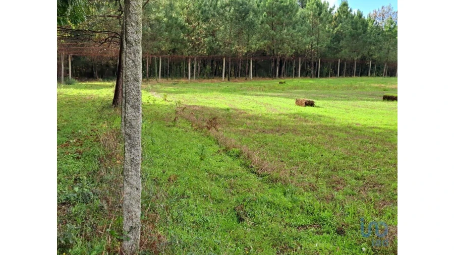 Terreno para Venda em Palmeira Foto 12
