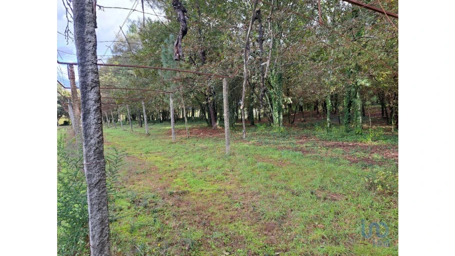 Terreno para Venda em Palmeira Foto 8