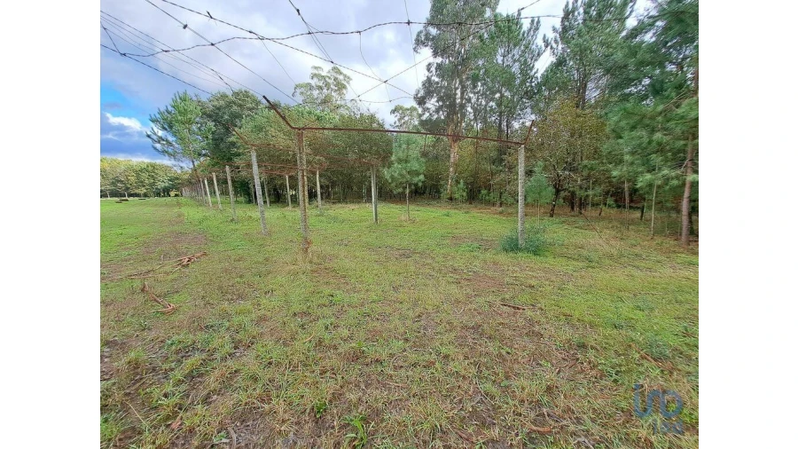 Terreno para Venda em Palmeira Foto 15