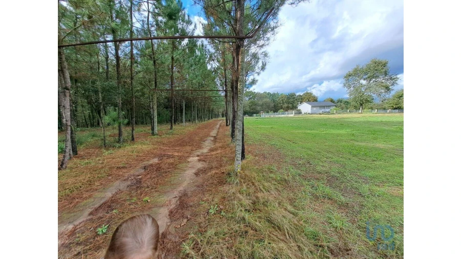 Terreno para Venda em Palmeira Foto 13