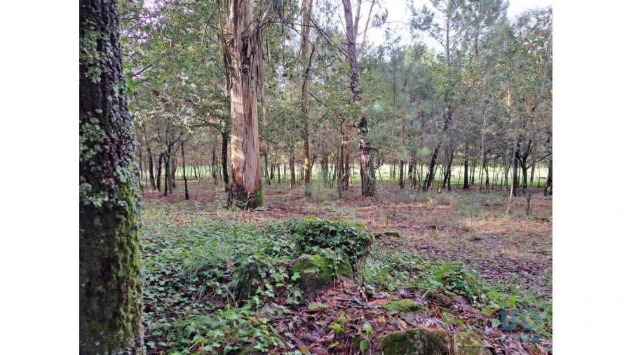 Terreno para Venda em Palmeira Foto 10