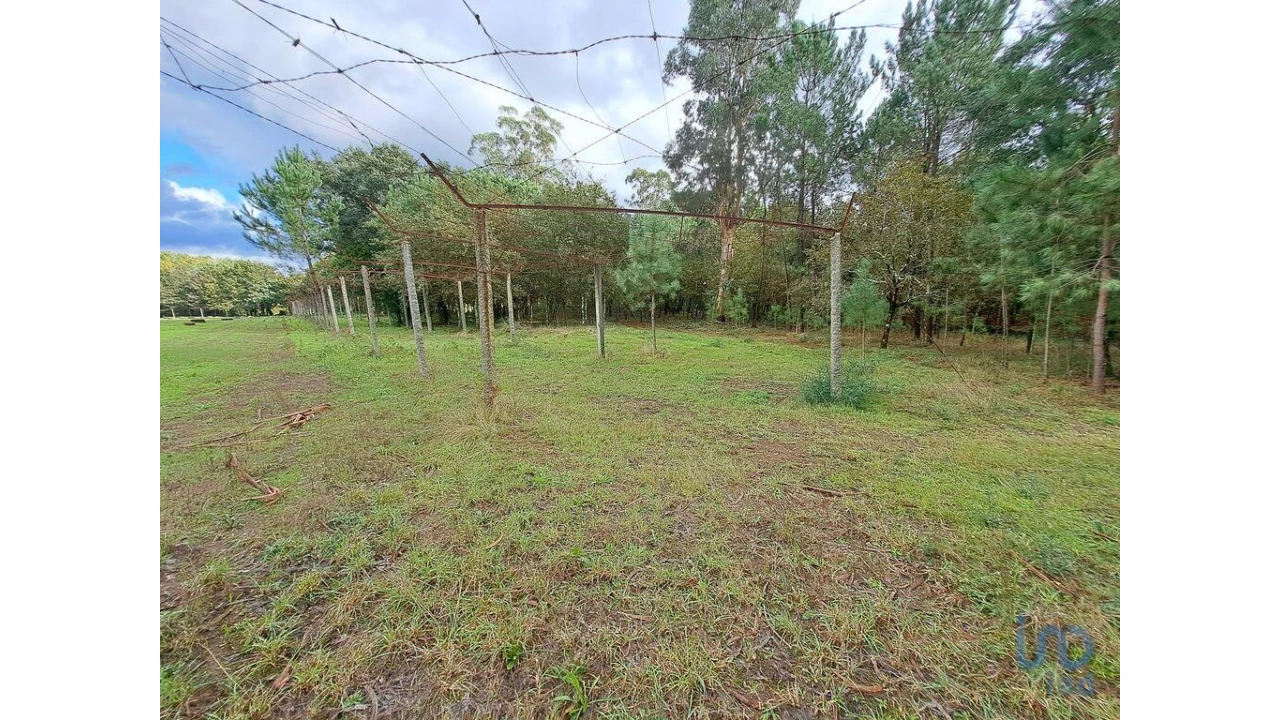 Terreno para Venda em Palmeira Foto 15