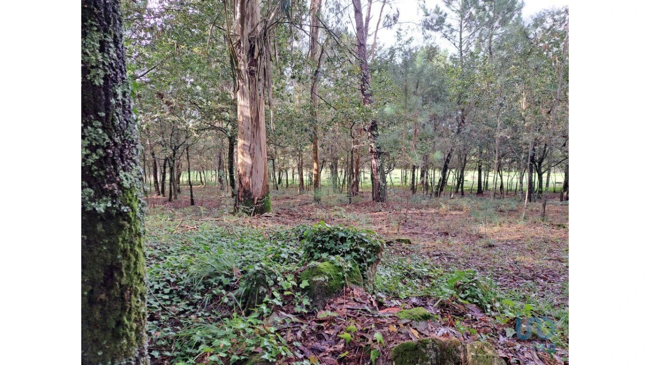 Terreno para Venda em Palmeira Foto 10