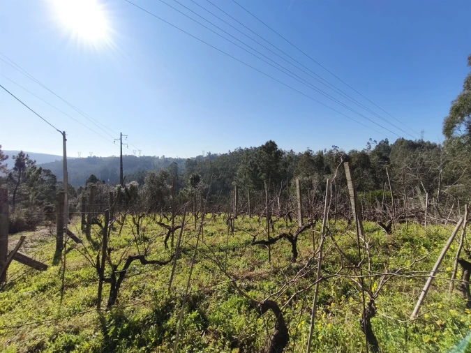 Terreno para Venda em Torres do Mondego Foto 5