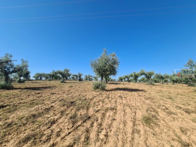 Terreno Agricola ou Rústico para Venda em Freixial e Juncal do Campo Foto 12
