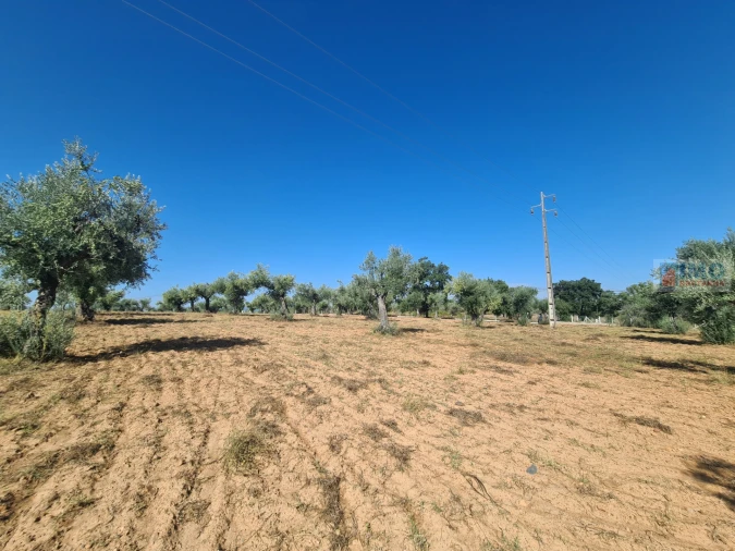 Terreno Agricola ou Rústico para Venda em Freixial e Juncal do Campo Foto 11