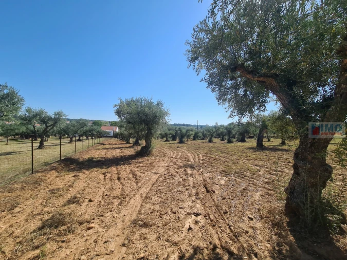 Terreno Agricola ou Rústico para Venda em Freixial e Juncal do Campo Foto 10
