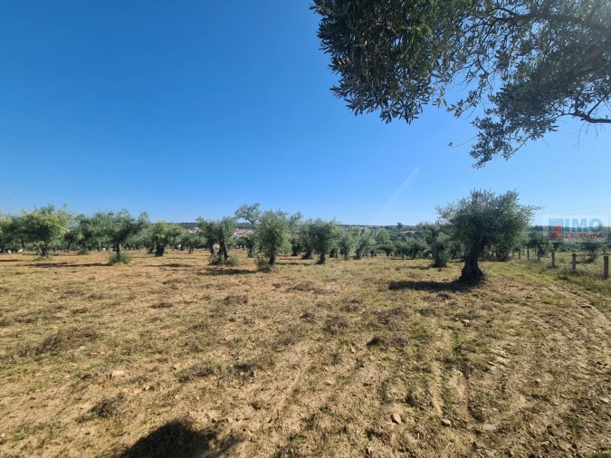Terreno Agricola ou Rústico para Venda em Freixial e Juncal do Campo Foto 15