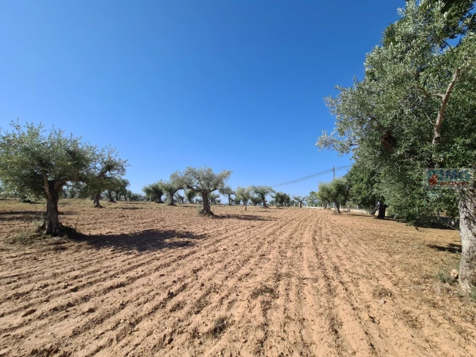 Terreno Agricola ou Rústico para Venda em Freixial e Juncal do Campo Foto 6