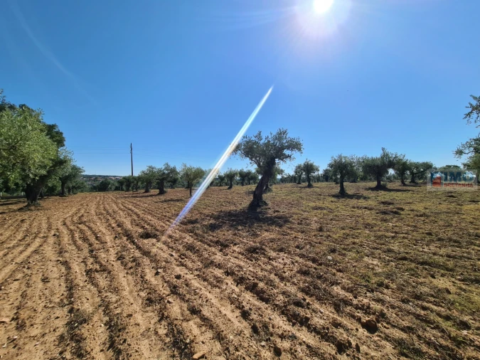 Terreno Agricola ou Rústico para Venda em Freixial e Juncal do Campo Foto 9