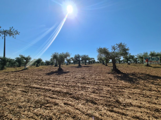 Terreno Agricola ou Rústico para Venda em Freixial e Juncal do Campo Foto 7