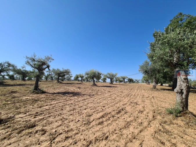 Terreno Agricola ou Rústico para Venda em Freixial e Juncal do Campo Foto 8