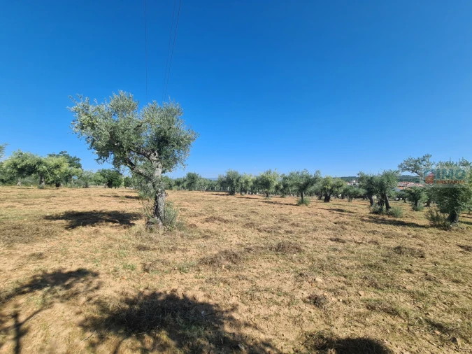 Terreno Agricola ou Rústico para Venda em Freixial e Juncal do Campo Foto 16