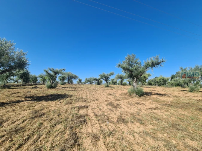 Terreno Agricola ou Rústico para Venda em Freixial e Juncal do Campo Foto 14