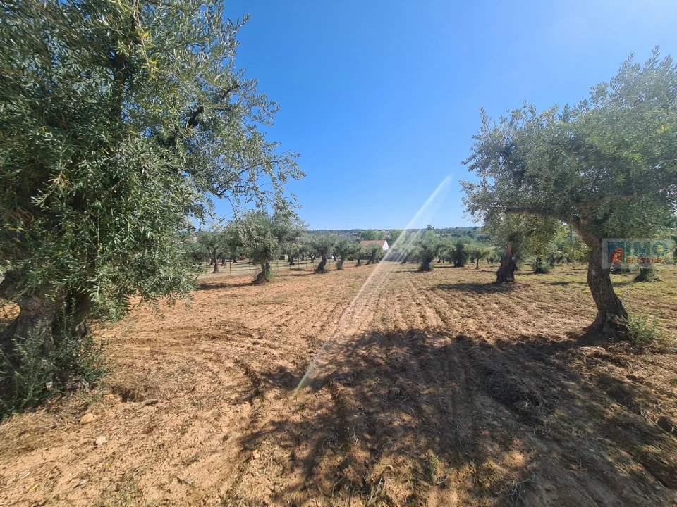Terreno Agricola ou Rústico para Venda em Freixial e Juncal do Campo Foto 13