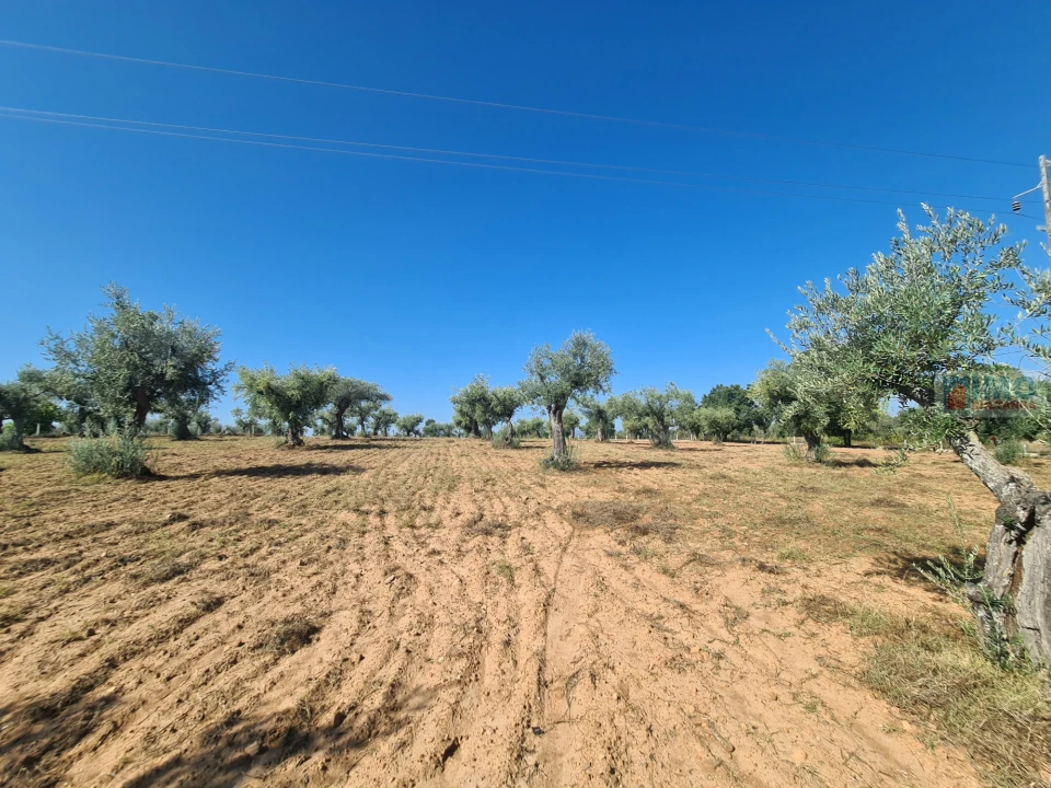 Terreno Agricola ou Rústico para Venda em Freixial e Juncal do Campo Foto 19