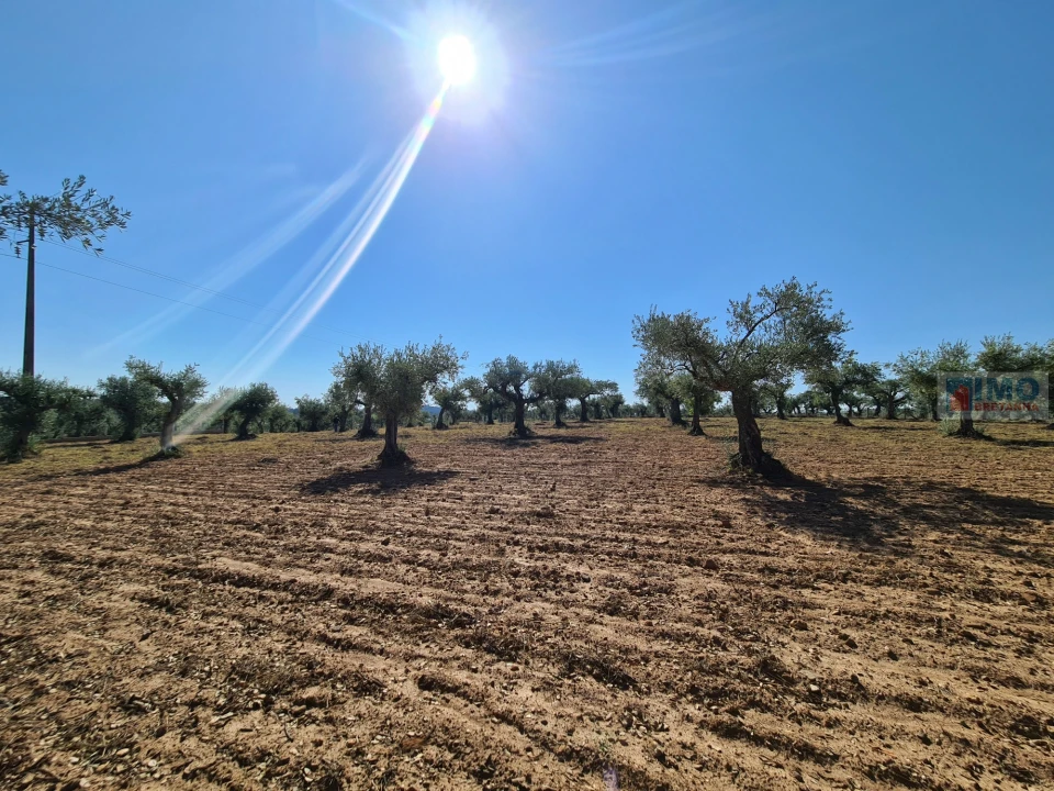 Terreno Agricola ou Rústico para Venda em Freixial e Juncal do Campo Foto 7
