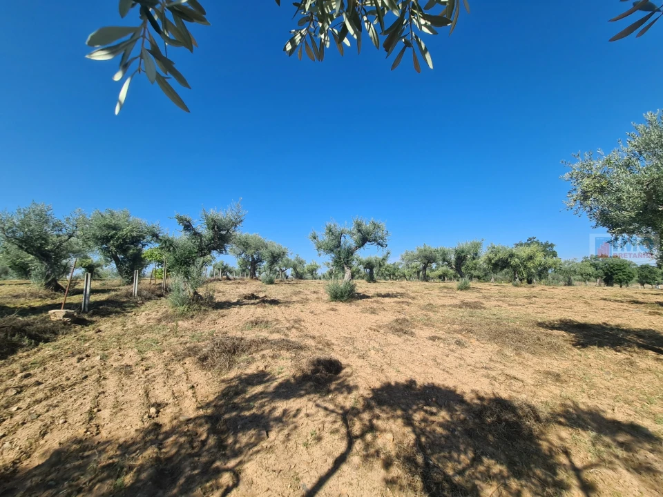 Terreno Agricola ou Rústico para Venda em Freixial e Juncal do Campo Foto 18
