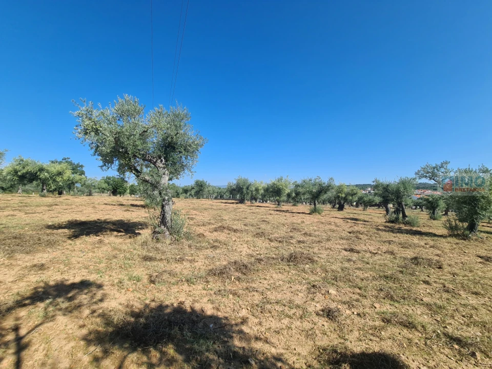 Terreno Agricola ou Rústico para Venda em Freixial e Juncal do Campo Foto 16
