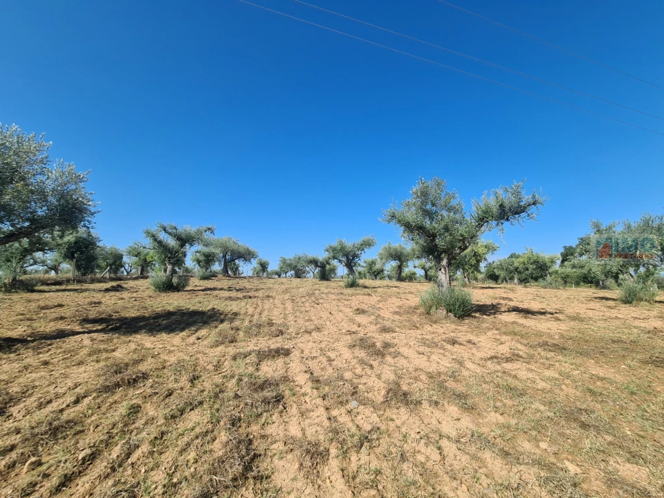 Terreno Agricola ou Rústico para Venda em Freixial e Juncal do Campo Foto 14