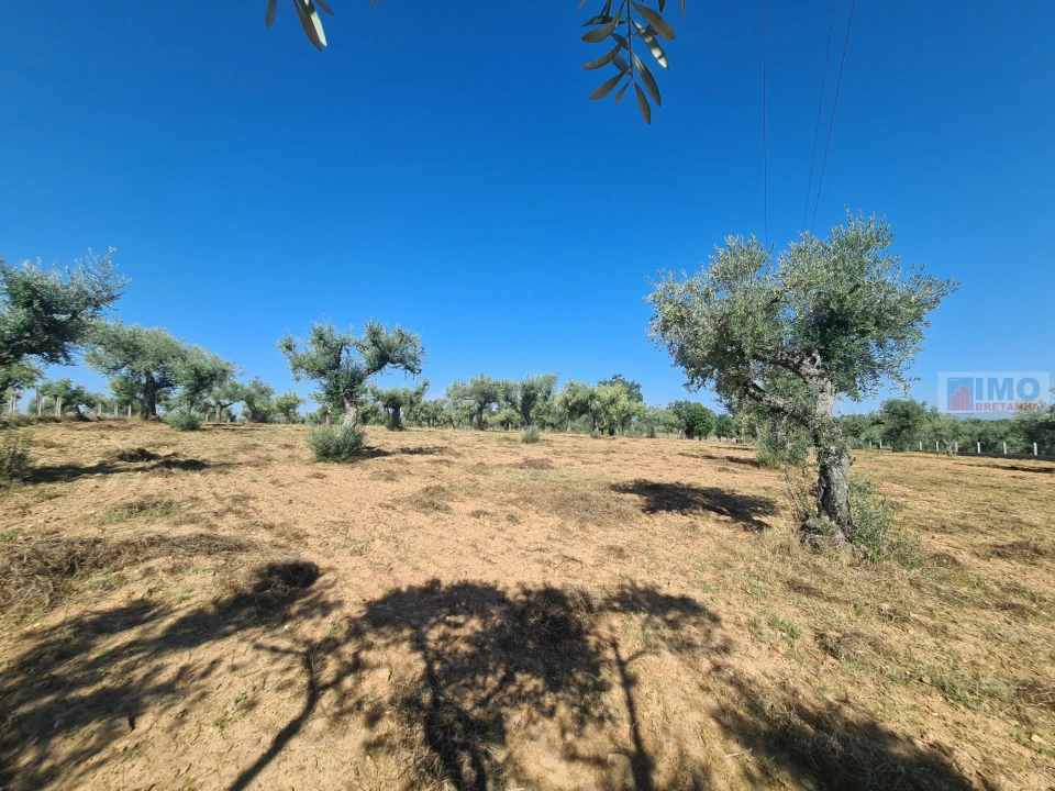 Terreno Agricola ou Rústico para Venda em Freixial e Juncal do Campo Foto 17