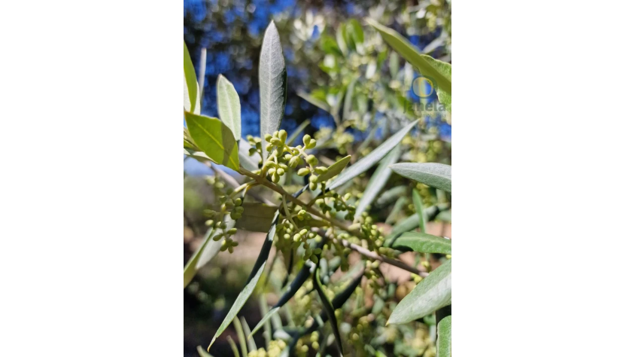 Quinta T5 para Venda em Santa Barbara de Nexe Foto 9